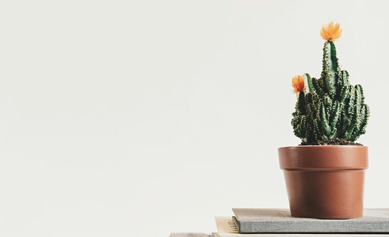 maceta encima de un libro con el fondo blanco