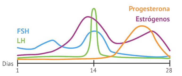 Grafico del estrógeno y la progesterona durante el ciclo menstrual